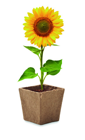 Pflanz-Set Sonnenblume - Beige bedrucken, Art.-Nr. MO2411-13 Pflanz-Set Sonnenblume - Beige bedrucken, Art.-Nr. MO2411-13