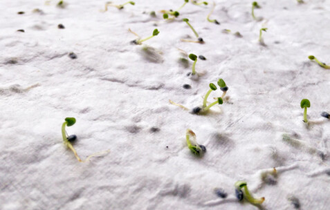 DIN A6 Wildblumen-Samenpapier - Weiß bedrucken, Art.-Nr. MO6916-06